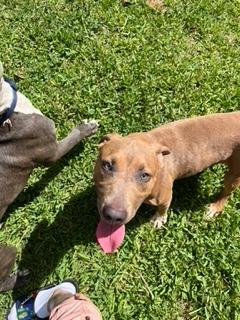 Enlarge Charlotte, a Adoptable mixed breed in Longwood, FL image 3/6