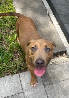 Enlarge Charlotte, a Adoptable mixed breed in Longwood, FL image 4/6