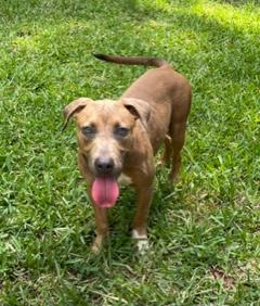 Enlarge Charlotte, a Adoptable mixed breed in Longwood, FL image 5/6