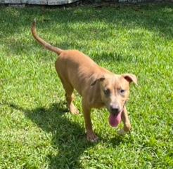 Enlarge Charlotte, a Adoptable mixed breed in Longwood, FL image 6/6