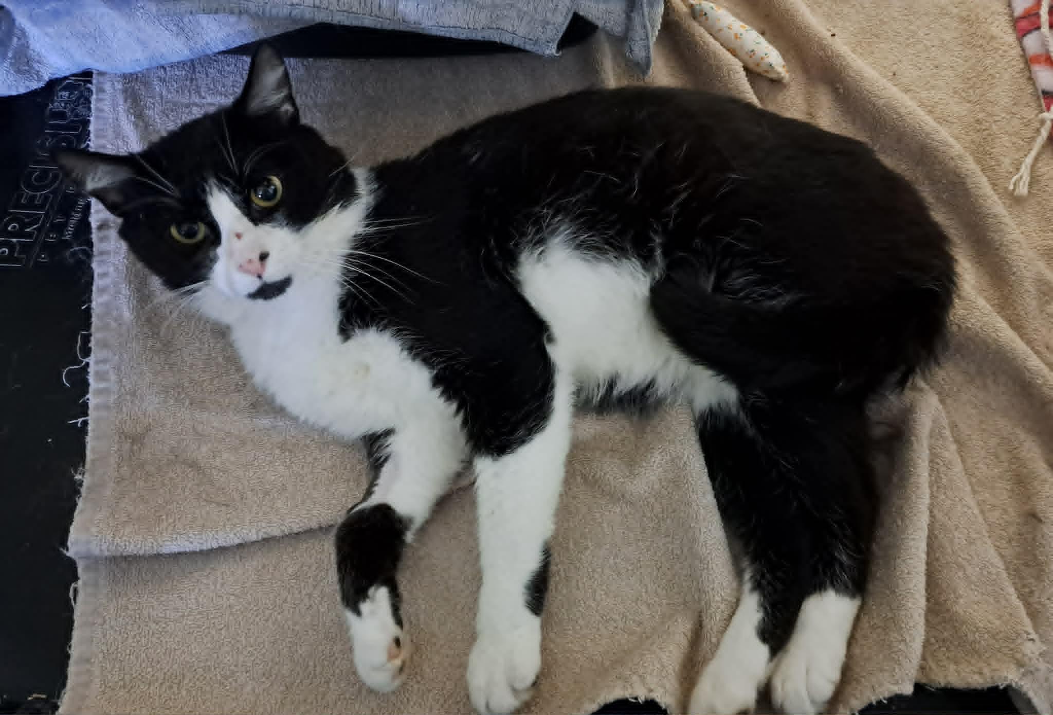 Ash, a ADOPTABLE Domestic Short Hair in Saanichton, BC image 4/6