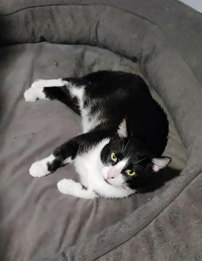 Ash, a ADOPTABLE Domestic Short Hair in Saanichton, BC image 1/6