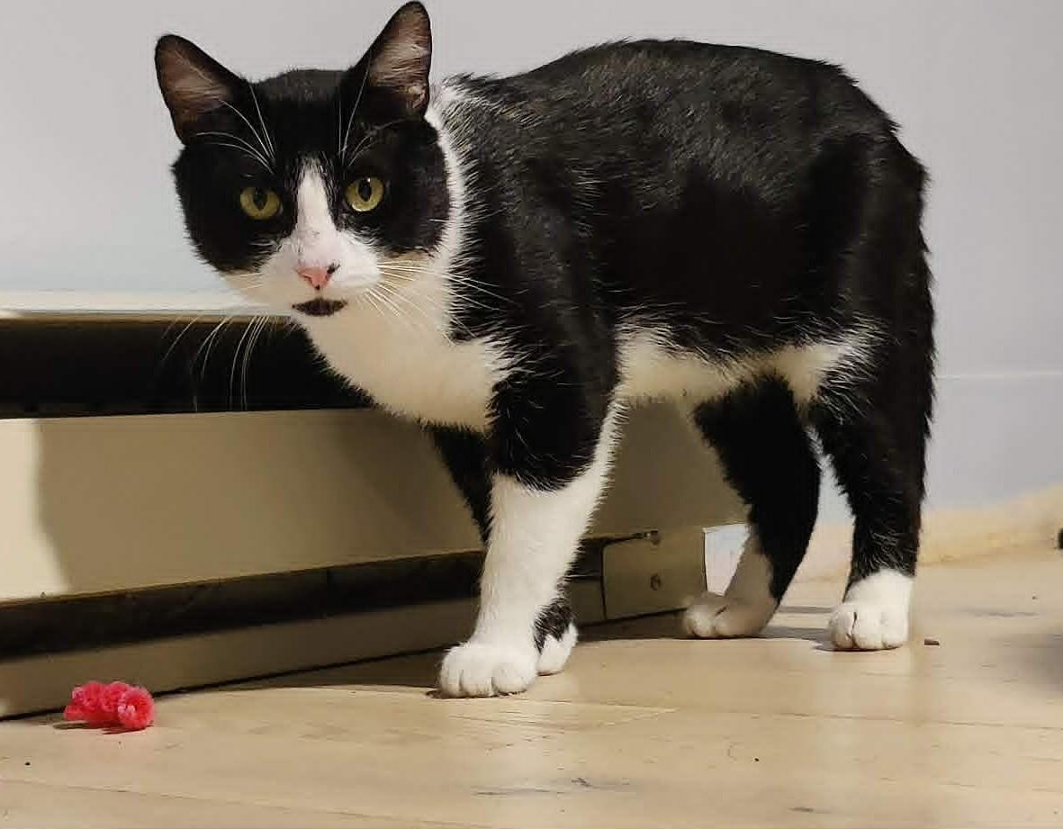 Ash, a ADOPTABLE Domestic Short Hair in Saanichton, BC image 6/6
