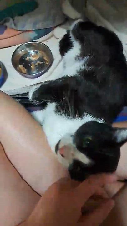 Enlarge Ash, a ADOPTABLE Domestic Short Hair in Saanichton, BC video 3/6