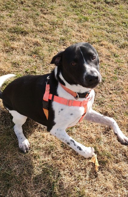 Enlarge Roscoe, a Adoptable mixed breed in Cape May Court House, NJ image 4/6