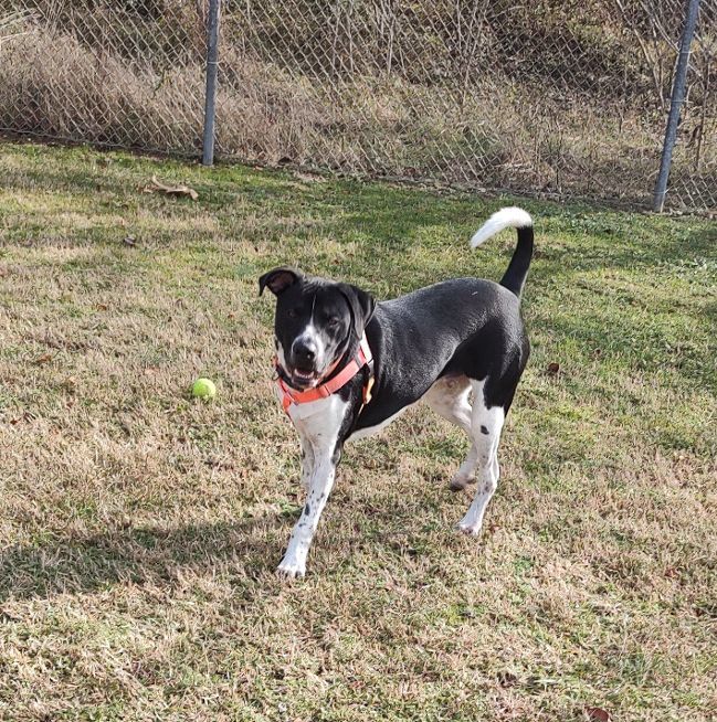 Enlarge Roscoe, a Adoptable mixed breed in Cape May Court House, NJ image 5/6