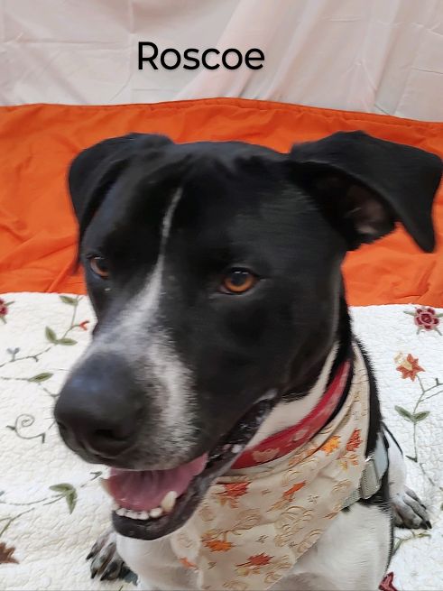 Roscoe