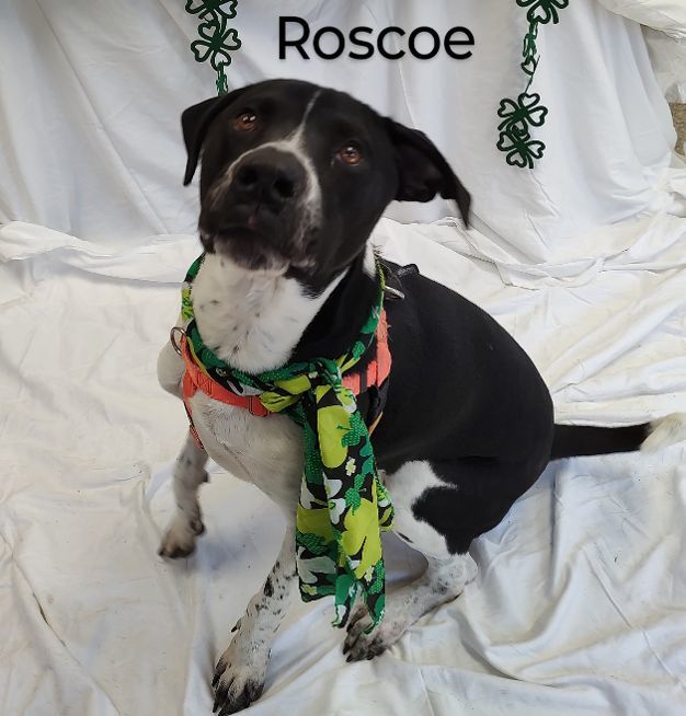 Enlarge Roscoe, a Adoptable mixed breed in Cape May Court House, NJ image 6/6