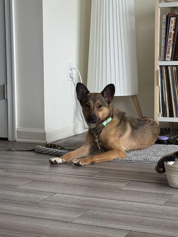 Enlarge Yoshi, a Adoptable mixed breed in Long Island City, NY image 1/6