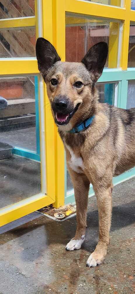 Enlarge Yoshi, a Adoptable mixed breed in Long Island City, NY image 2/6