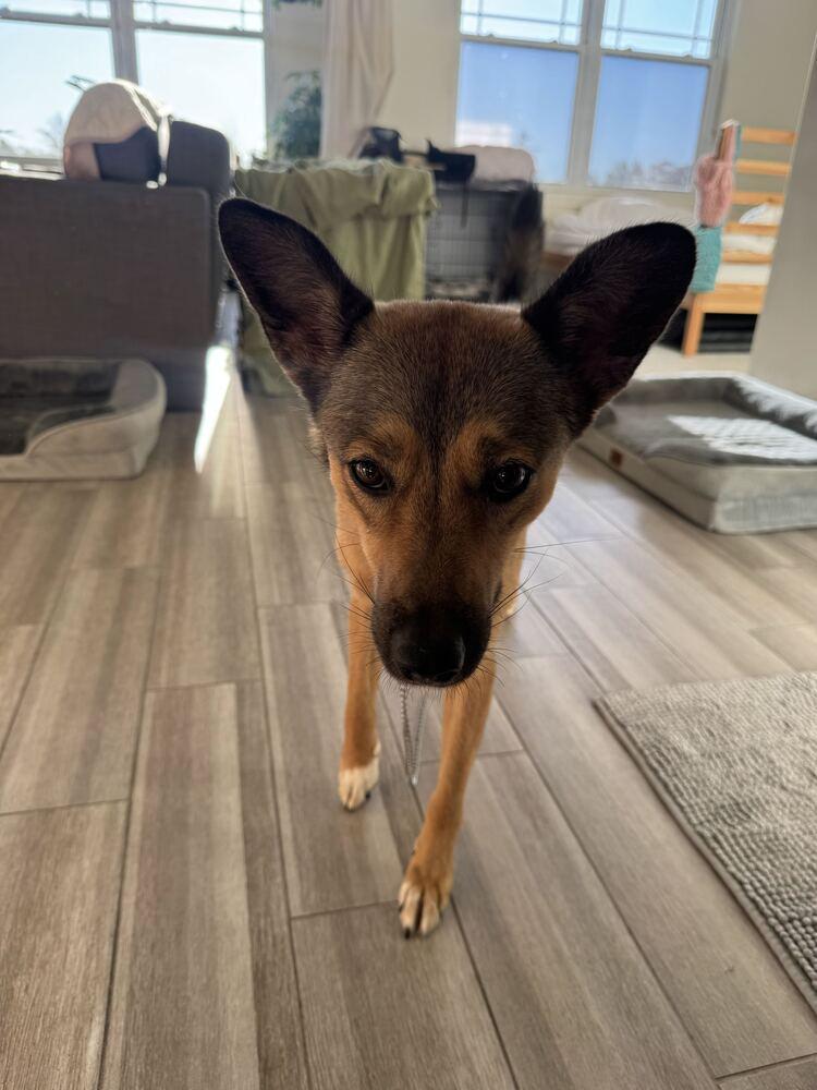 Enlarge Yoshi, a Adoptable mixed breed in Long Island City, NY image 6/6