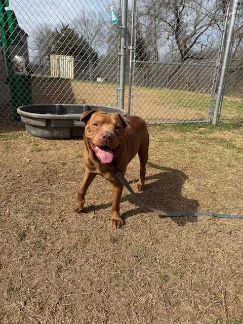Brutus, ADOPTABLE, Adult Male Labrador Retriever.