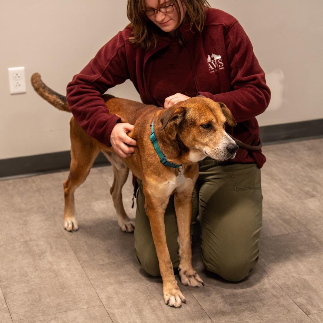 Austin, Adoptable, Senior Male Mixed Breed.