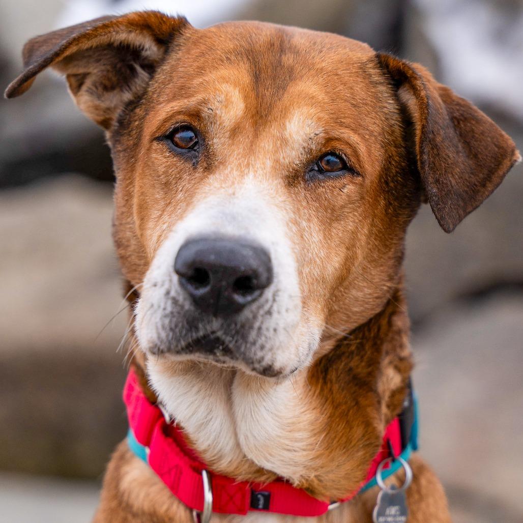 Enlarge Austin, a Adoptable Mixed Breed in Kennebunk, ME image 2/6