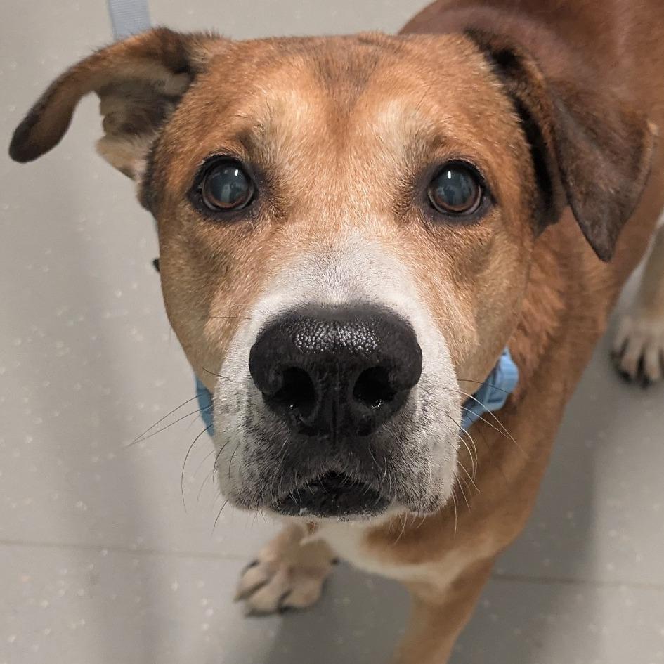 Enlarge Austin, a Adoptable Mixed Breed in Kennebunk, ME image 4/6