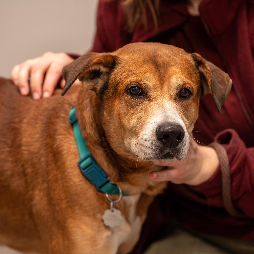 Enlarge Austin, a Adoptable Mixed Breed in Kennebunk, ME image 5/6