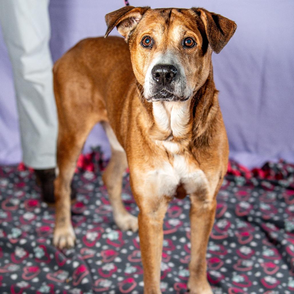 Enlarge Austin, a Adoptable Mixed Breed in Kennebunk, ME image 6/6