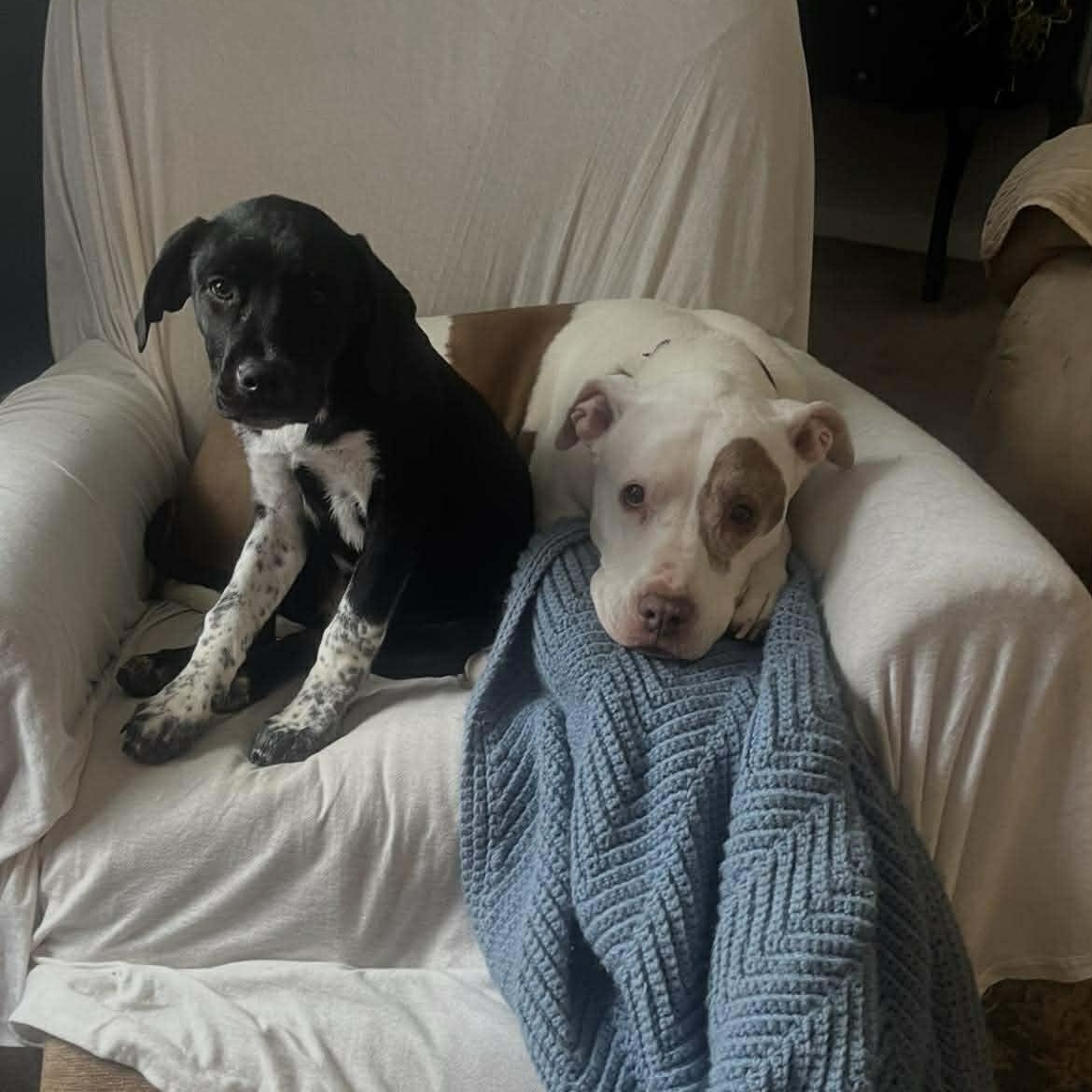 Enlarge Hayden, an adopted mixed breed in Paramus, NJ image 2/6