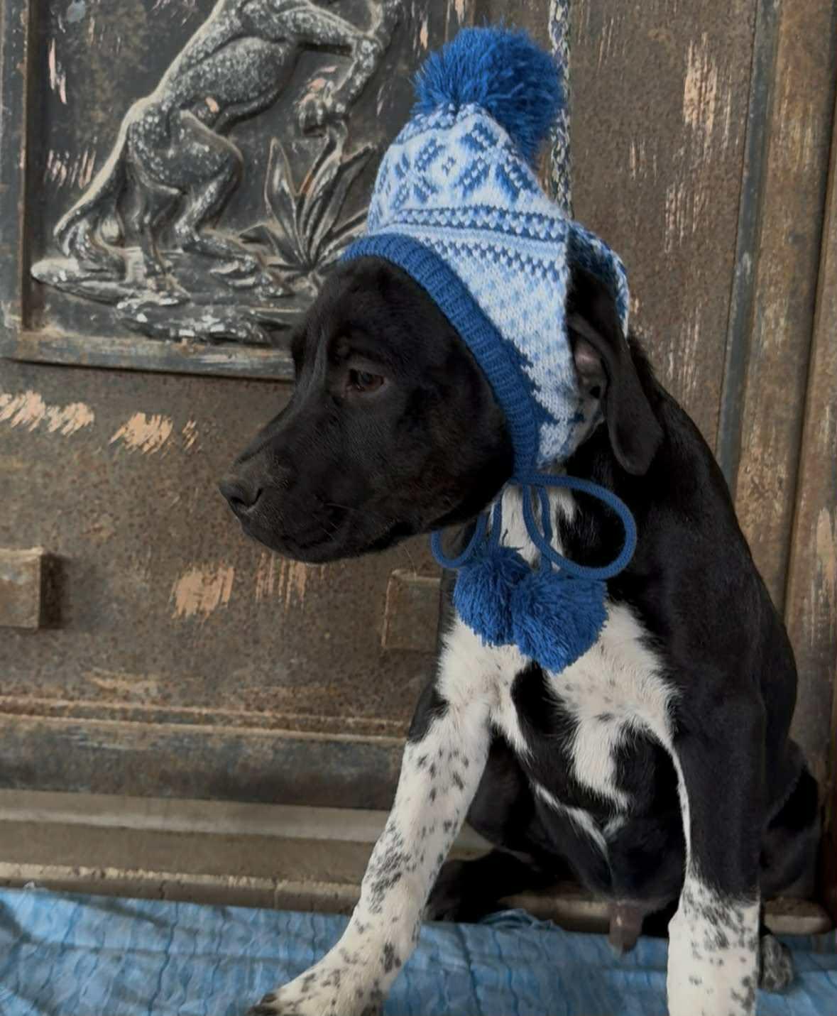 Enlarge Hayden, a ADOPTABLE mixed breed in Paramus, NJ image 2/6