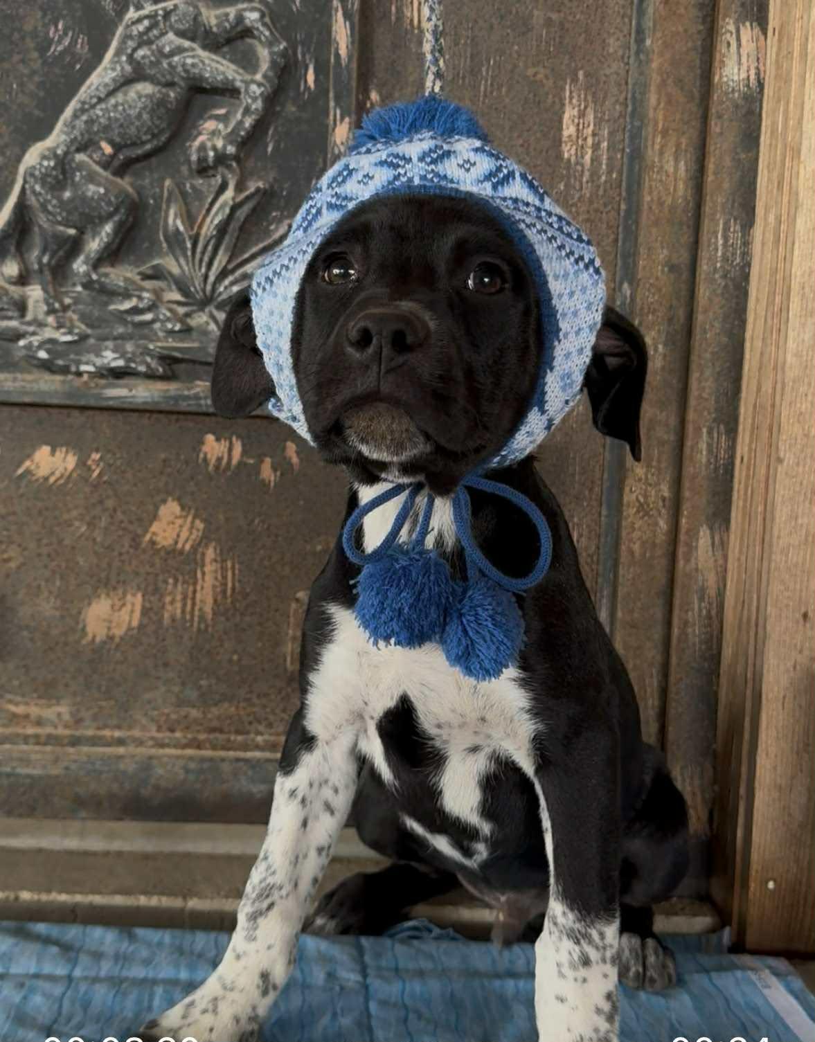 Enlarge Hayden, a ADOPTABLE mixed breed in Paramus, NJ image 4/6