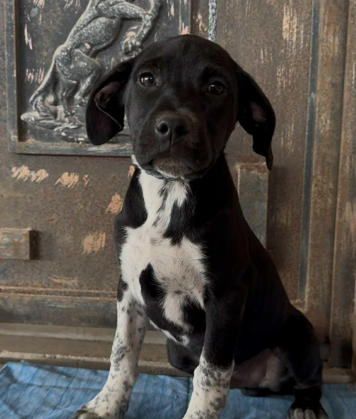 Hayden, ADOPTABLE, Puppy Male Hound.