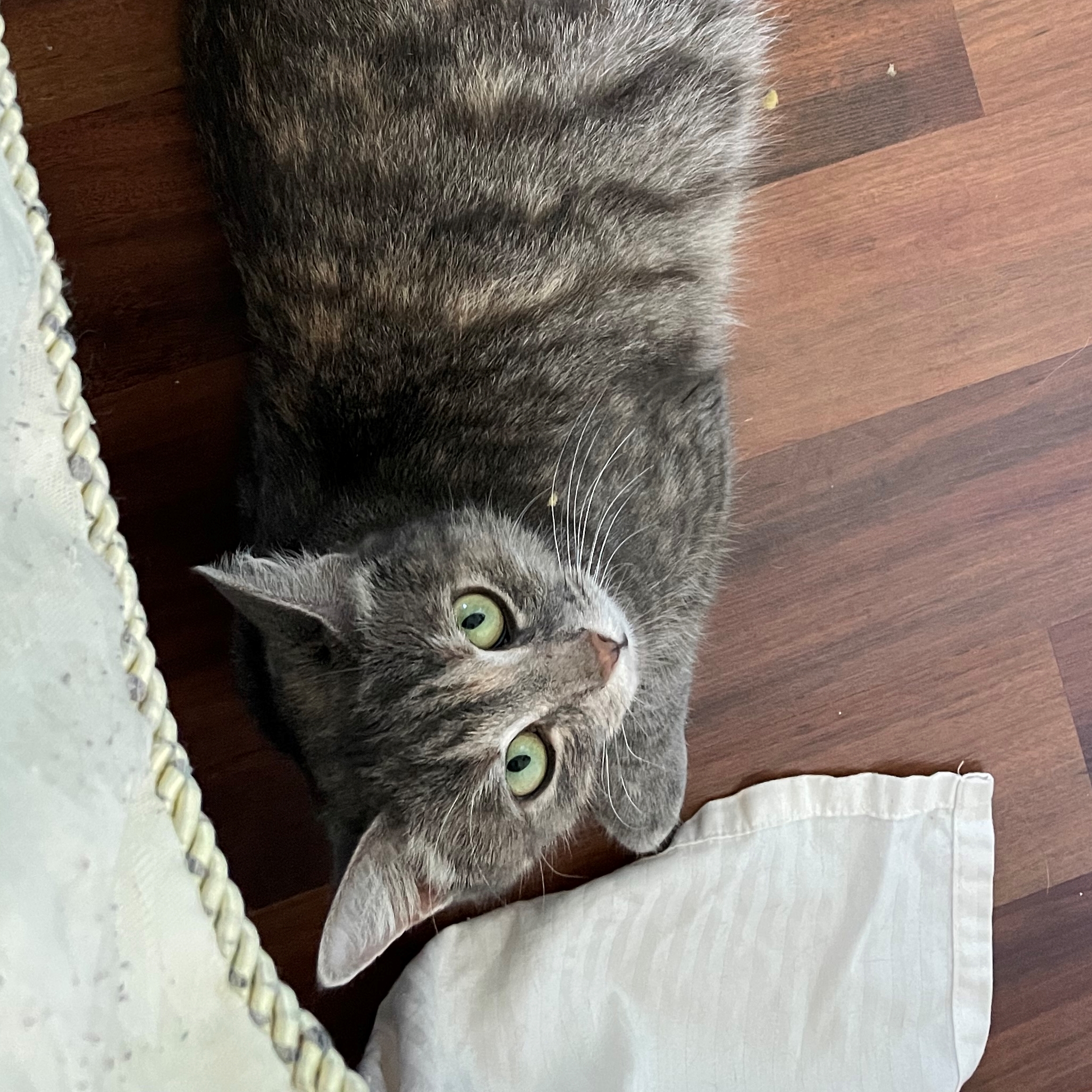 Enlarge Isabella, a Adoptable Domestic Short Hair in New Cumberland, PA image 2/3