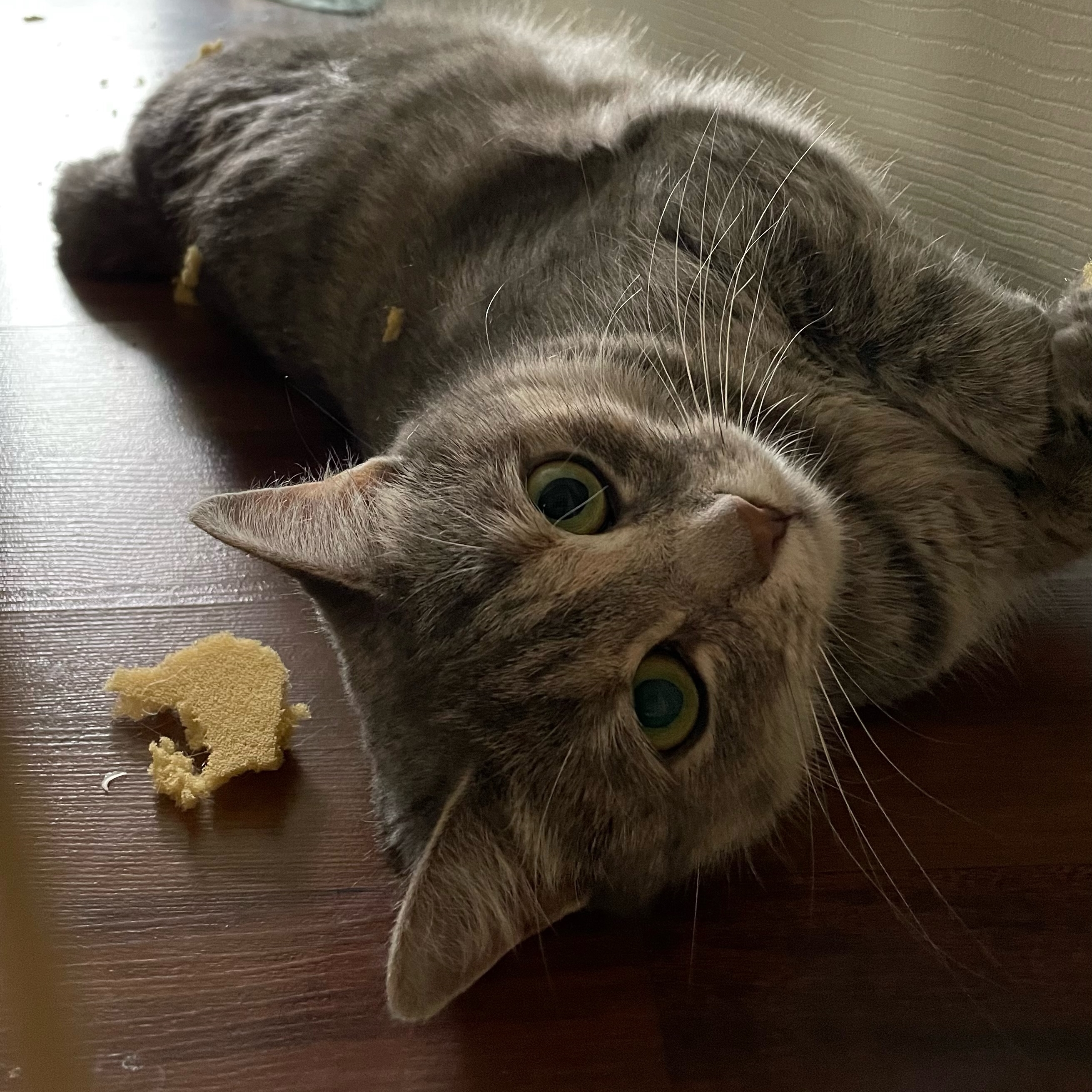 Isabella, Adoptable, Adult Female Domestic Short Hair.