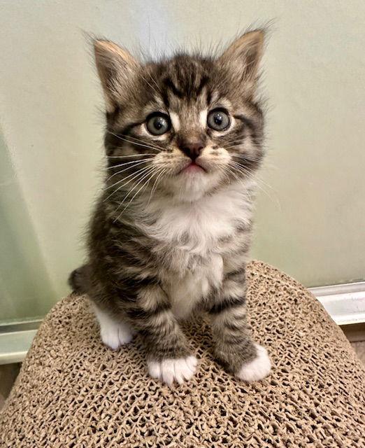 Enlarge Doug, a Adopted mixed breed in Vacaville, CA image 1/3