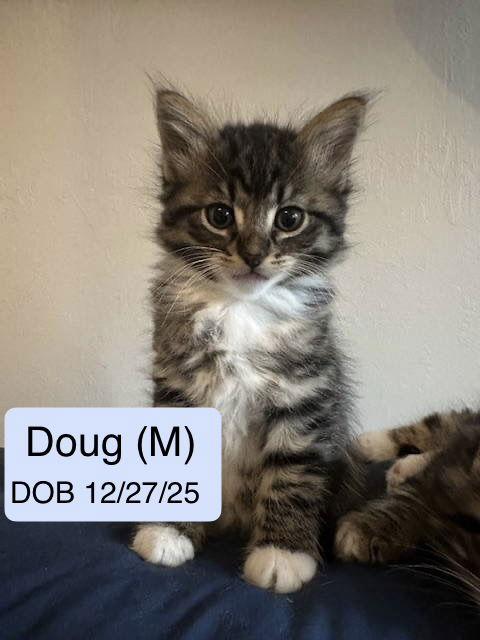Enlarge Doug, a Adopted mixed breed in Vacaville, CA image 2/3