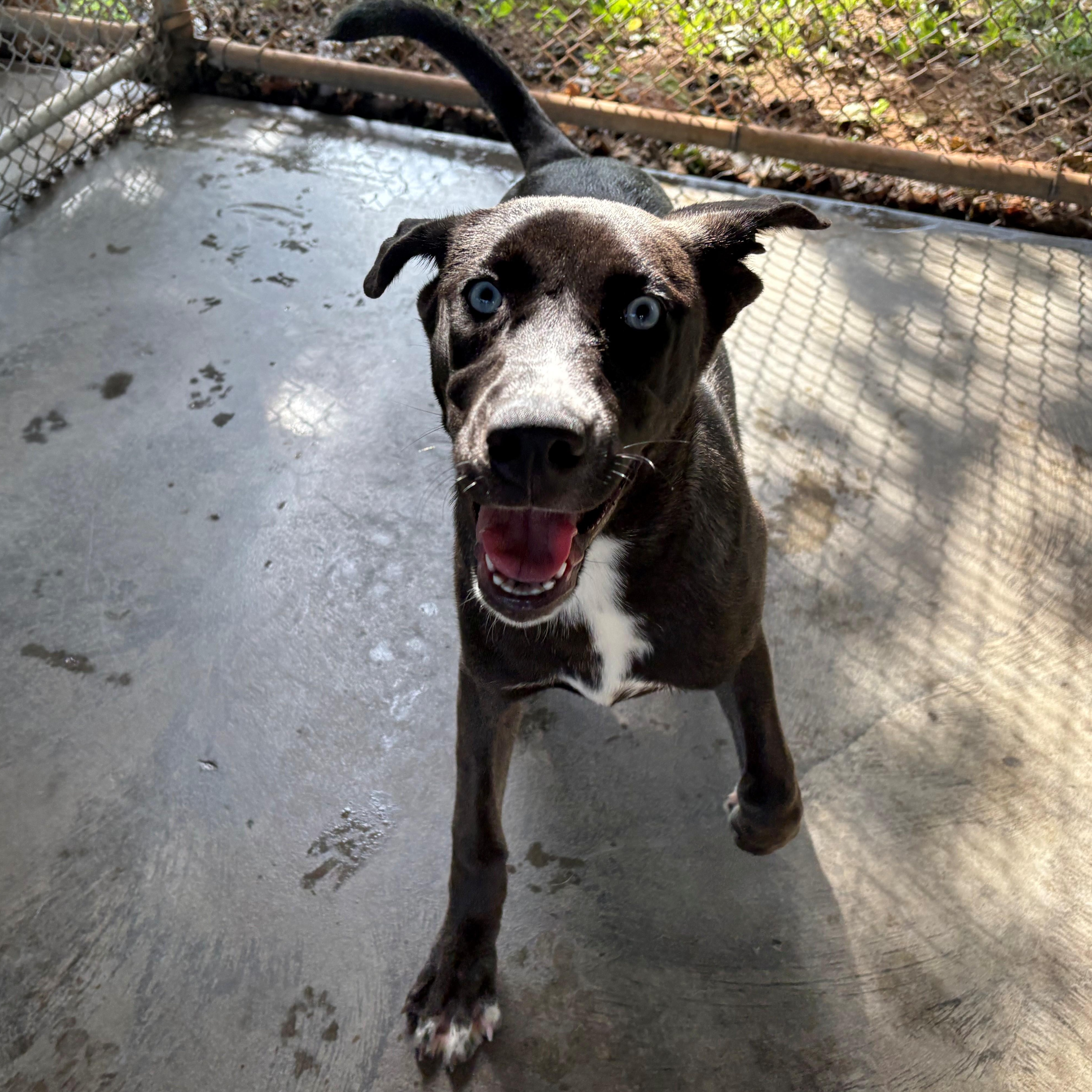 Nox, a ADOPTABLE mixed breed in Edinburg, VA image 2/2
