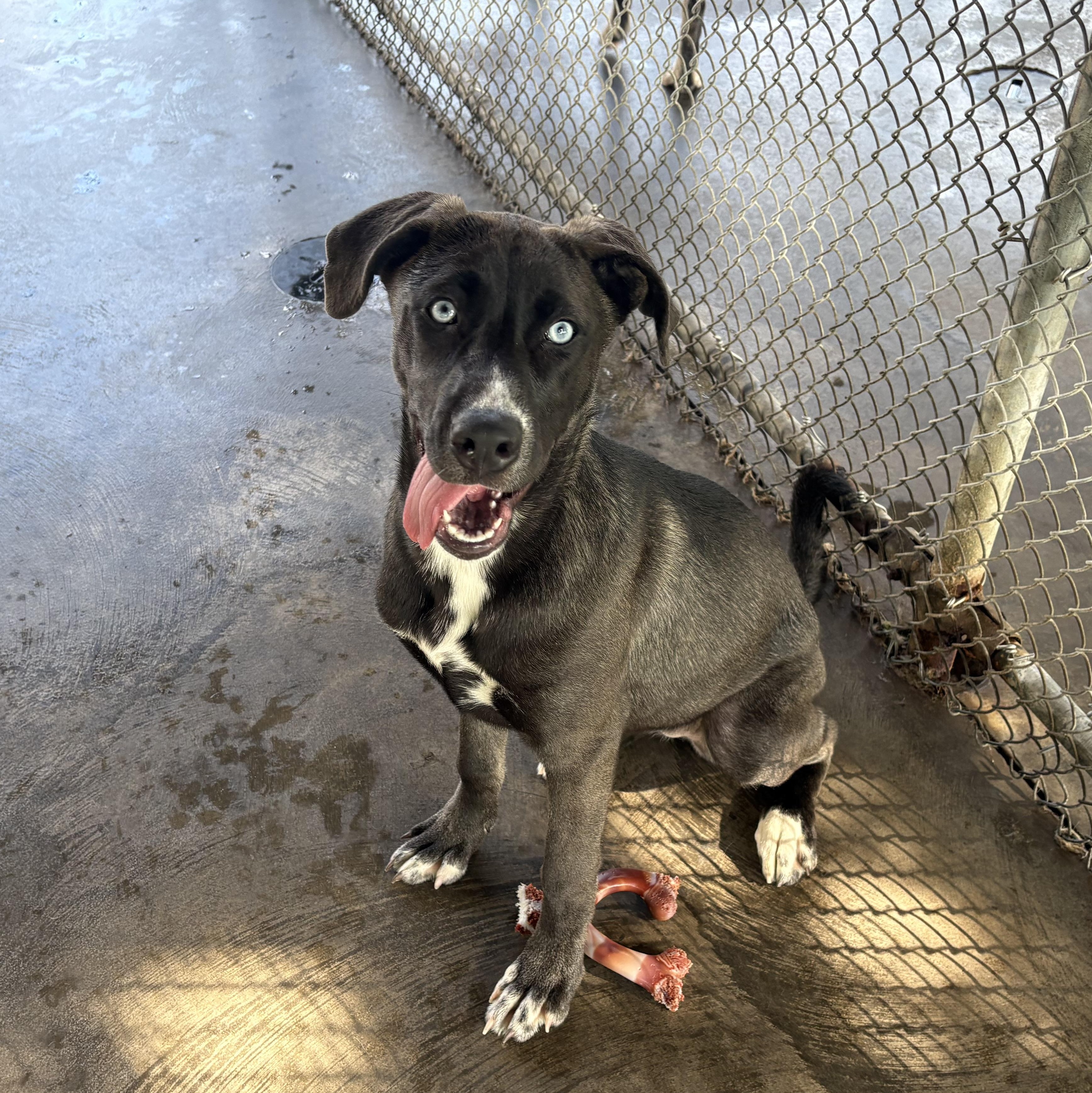 Nox, ADOPTABLE, Young Female Mountain Cur.