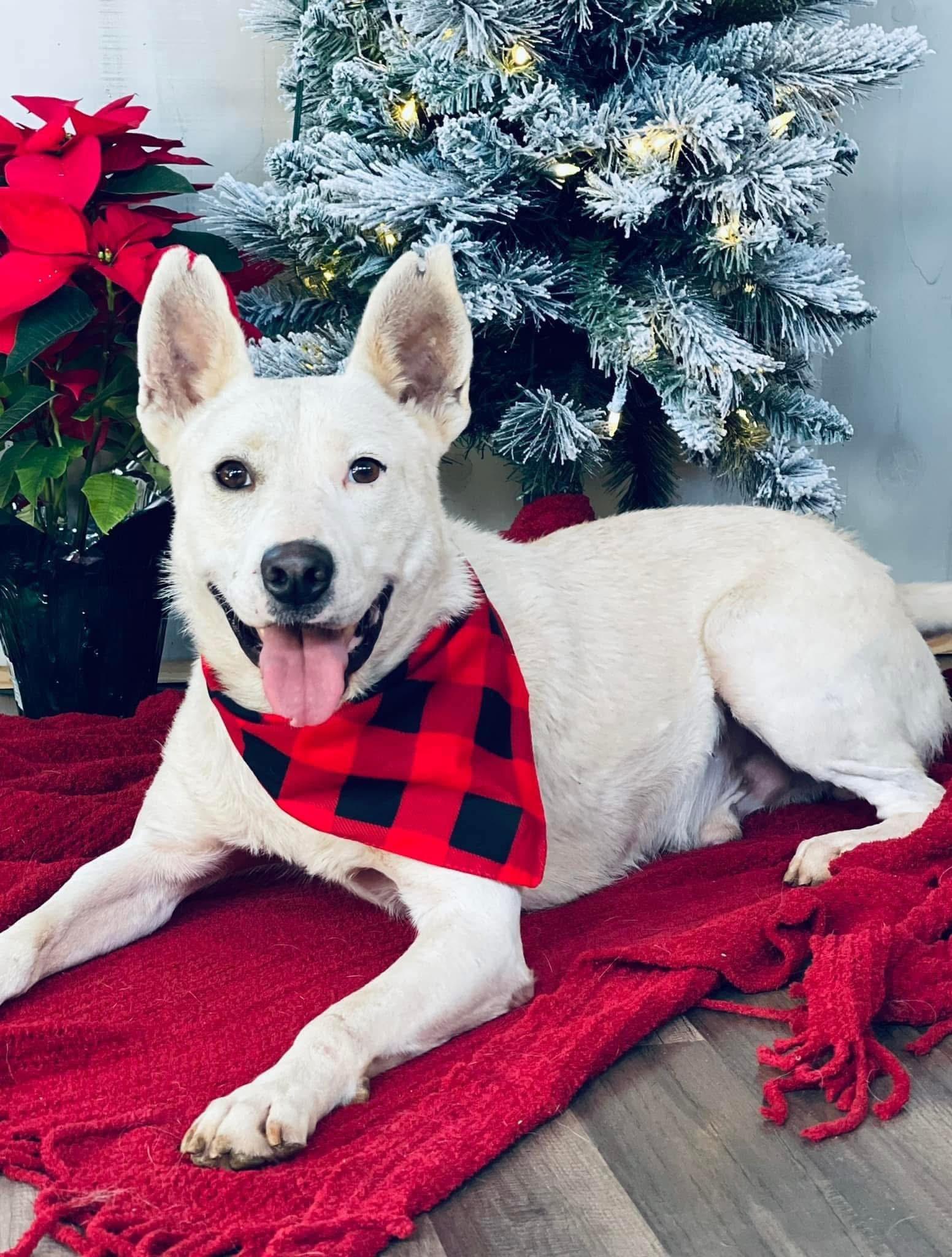 Spirit, Adoptable, Adult Male Siberian Husky.