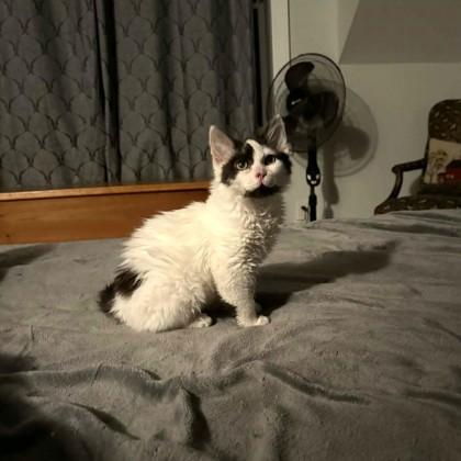 Oreo - Special Needs, Adoptable, Kitten Male Domestic Short Hair & Domestic Short Hair.