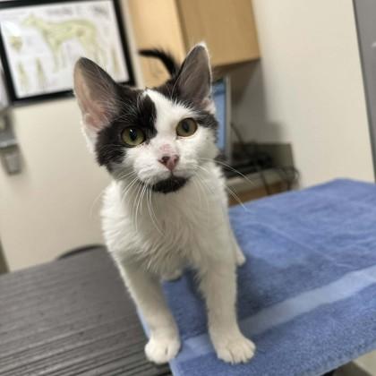 Enlarge Oreo - Special Needs, a Adoptable mixed breed in East Montpelier, VT image 2/2
