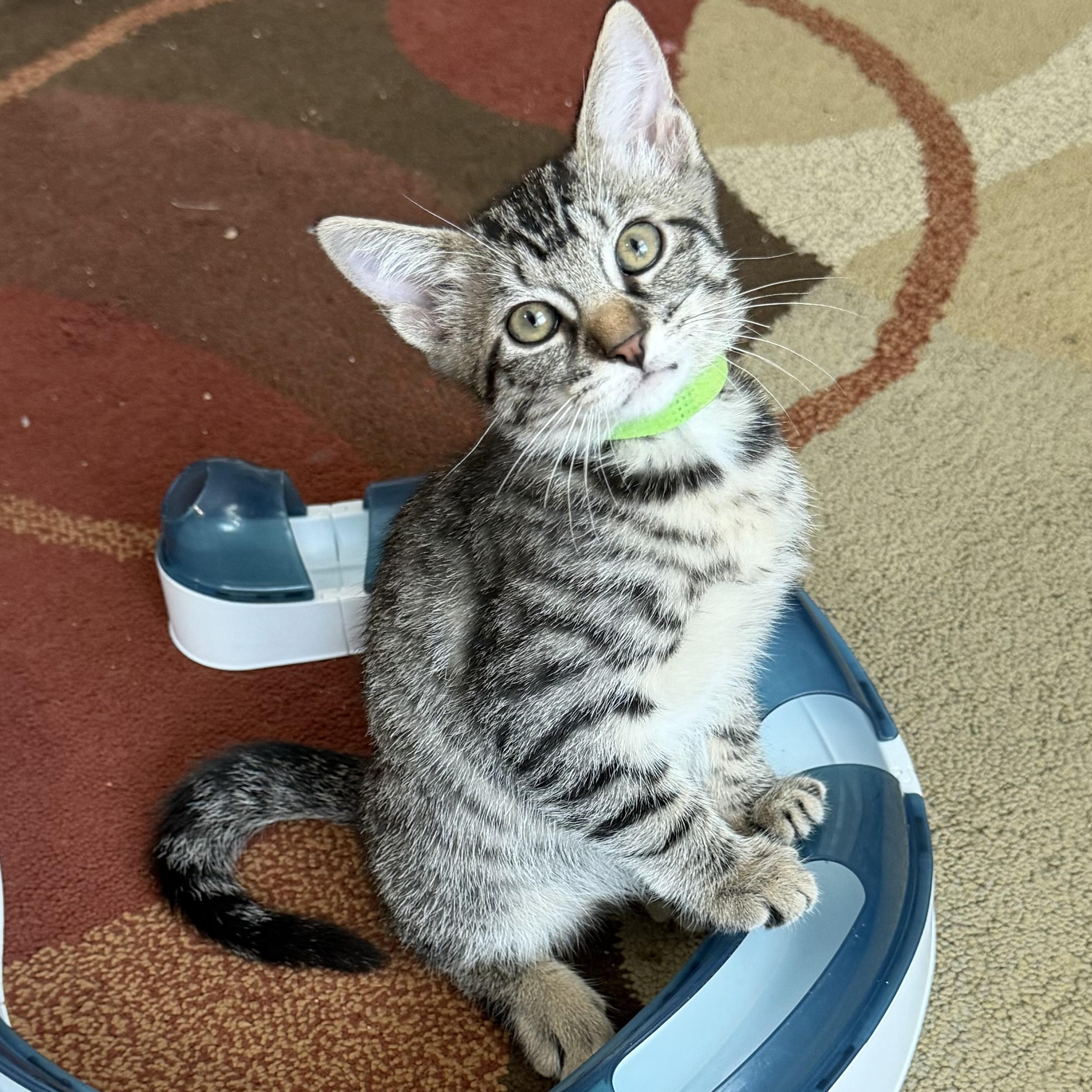 Maserati, adopted, Kitten Male Domestic Short Hair.