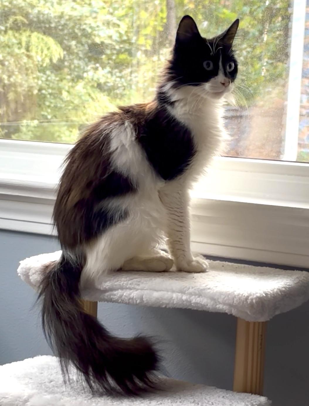 Enlarge Penny, a Adoptable Domestic Short Hair in Hoboken, NJ image 6/6