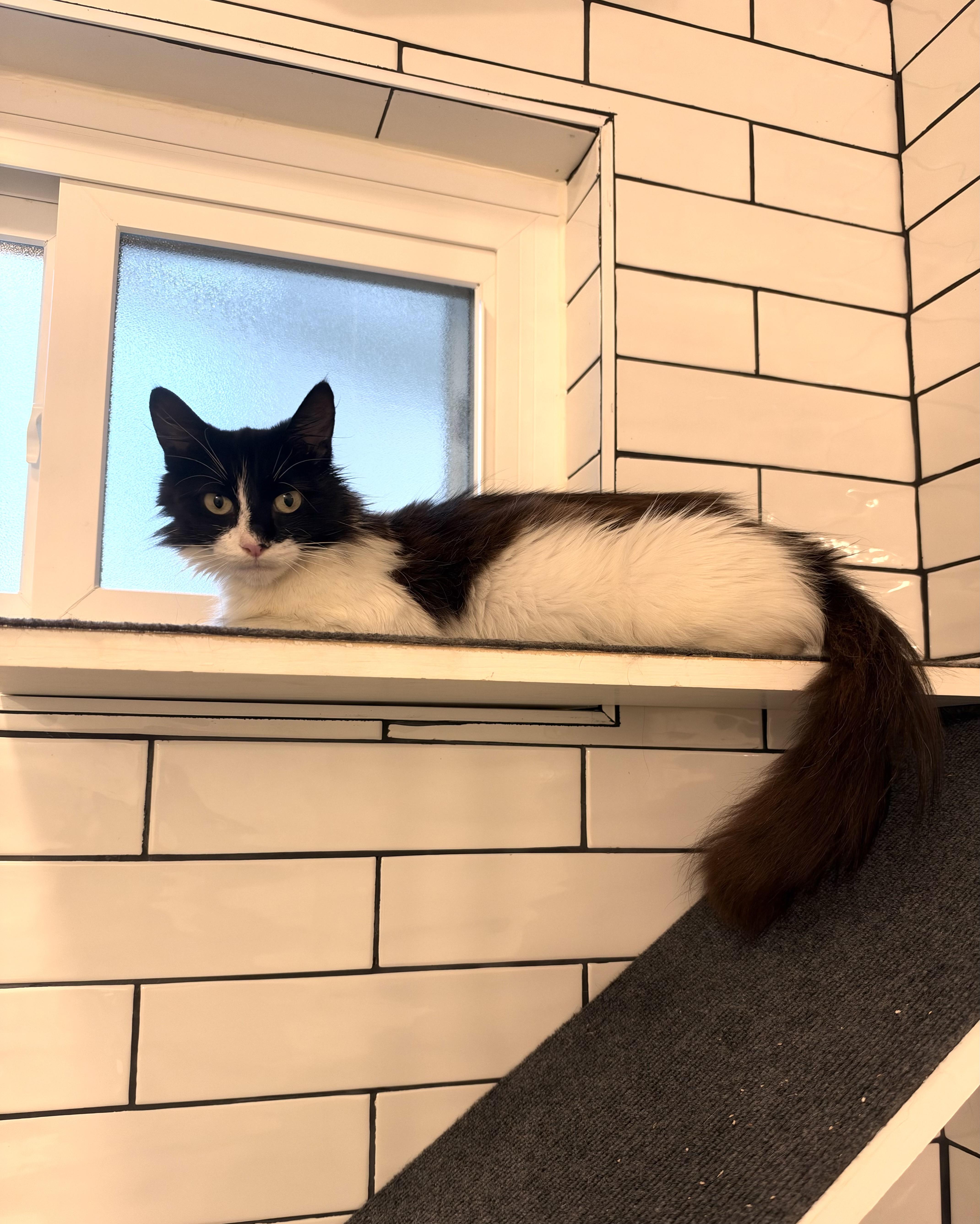 Enlarge Penny, a Adoptable Domestic Short Hair in Hoboken, NJ image 5/6