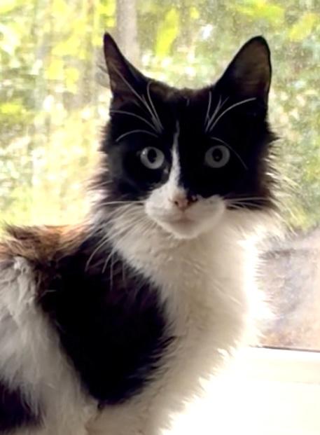 Enlarge Penny, a Adoptable Domestic Short Hair in Hoboken, NJ image 2/6