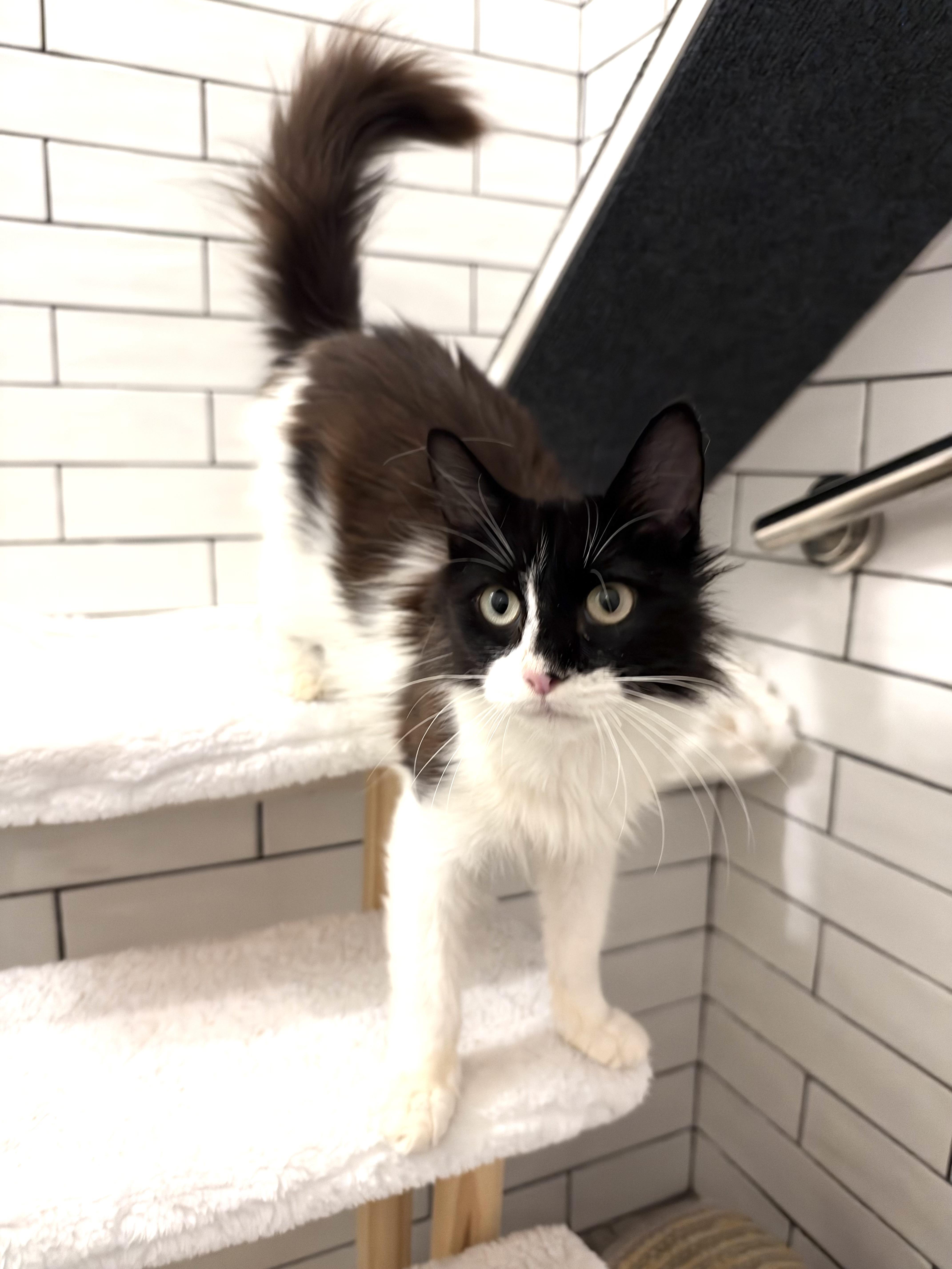 Enlarge Penny, a Adoptable Domestic Short Hair in Hoboken, NJ image 4/6