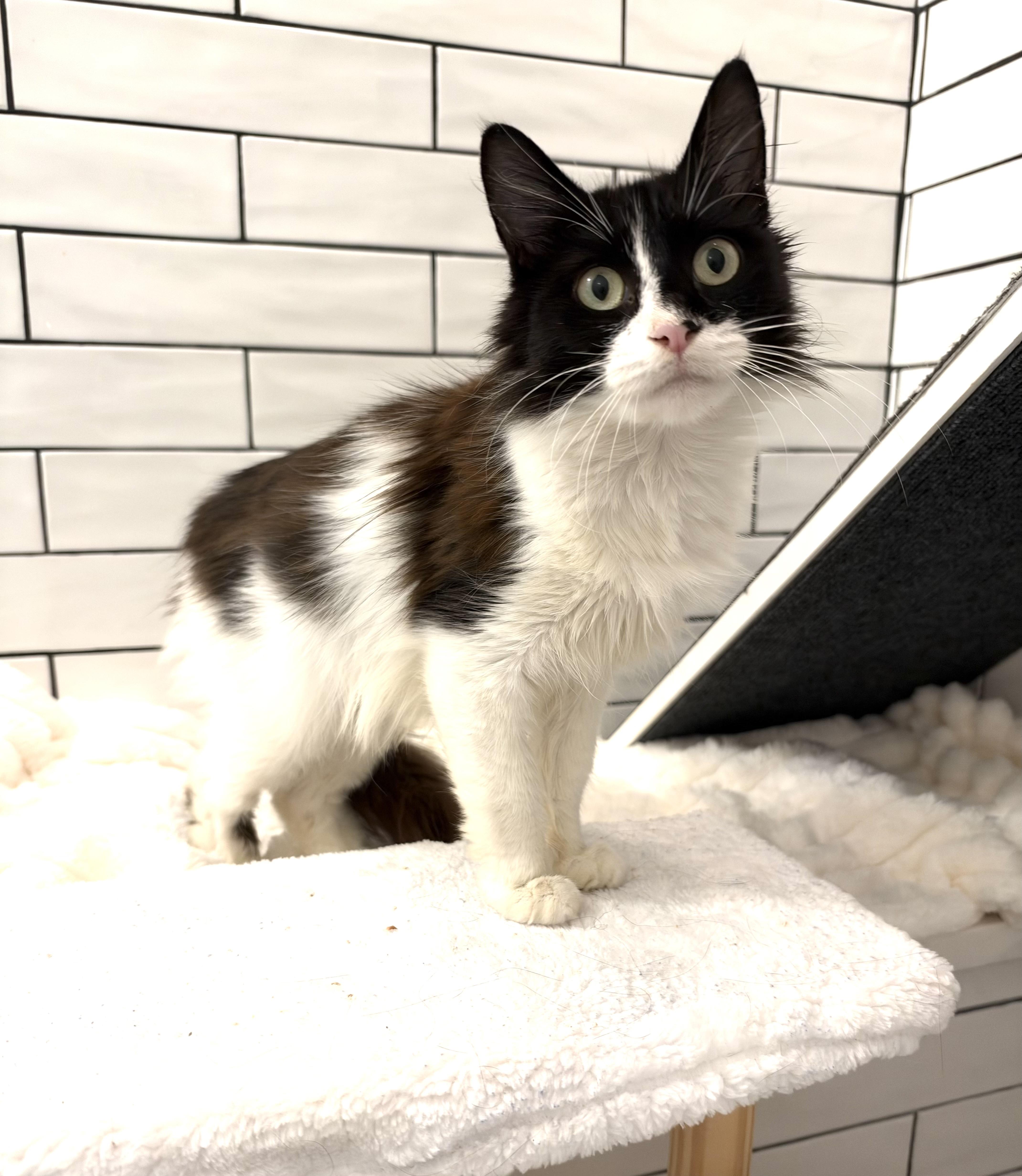 Enlarge Penny, a Adoptable Domestic Short Hair in Hoboken, NJ image 3/6
