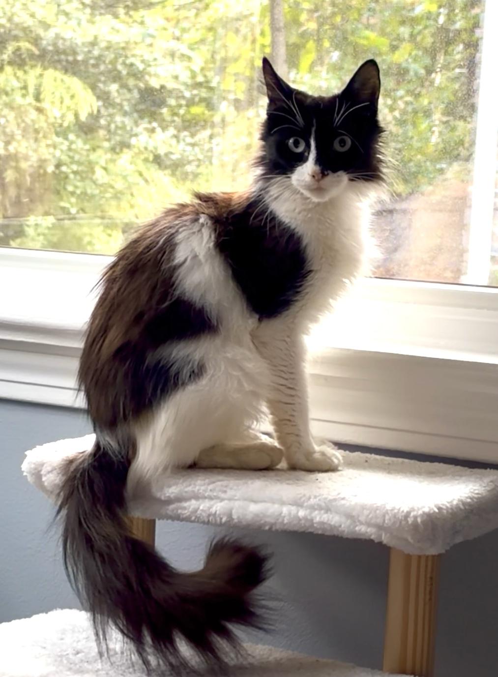 Enlarge Penny, a Adoptable Domestic Short Hair in Hoboken, NJ image 1/6