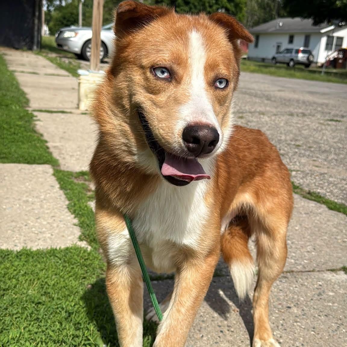 Latte, ADOPTABLE, Young Male Husky.