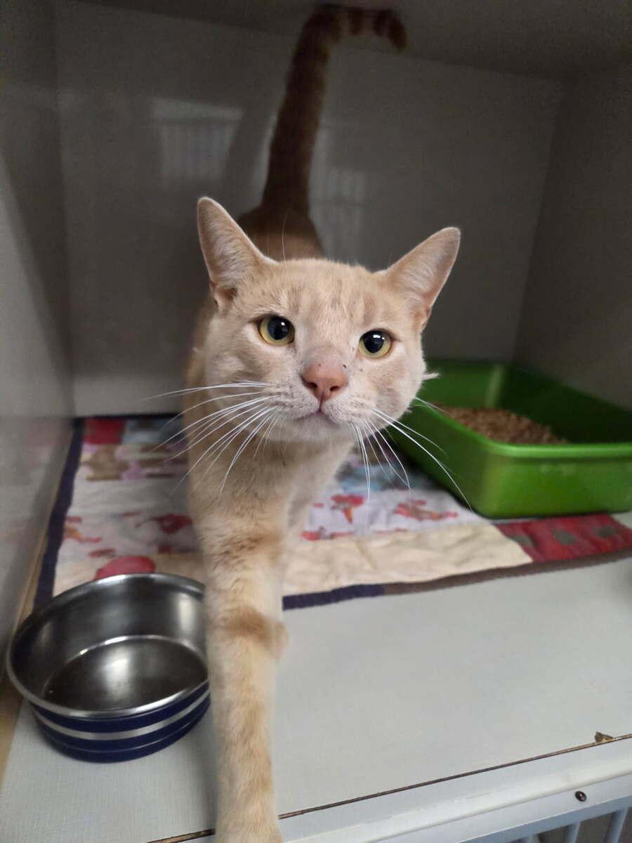 Acorn, Adoptable, Adult Male Domestic Short Hair.
