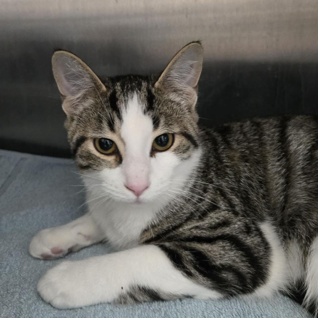 Enlarge Tigger (Critter Barn), a Adoptable Domestic Short Hair in West Olive, MI image 1/2