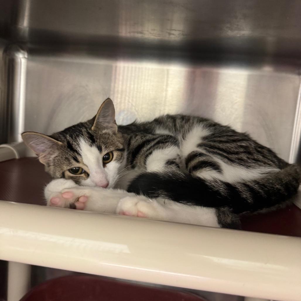 Enlarge Tigger (Critter Barn), a Adoptable Domestic Short Hair in West Olive, MI image 2/2