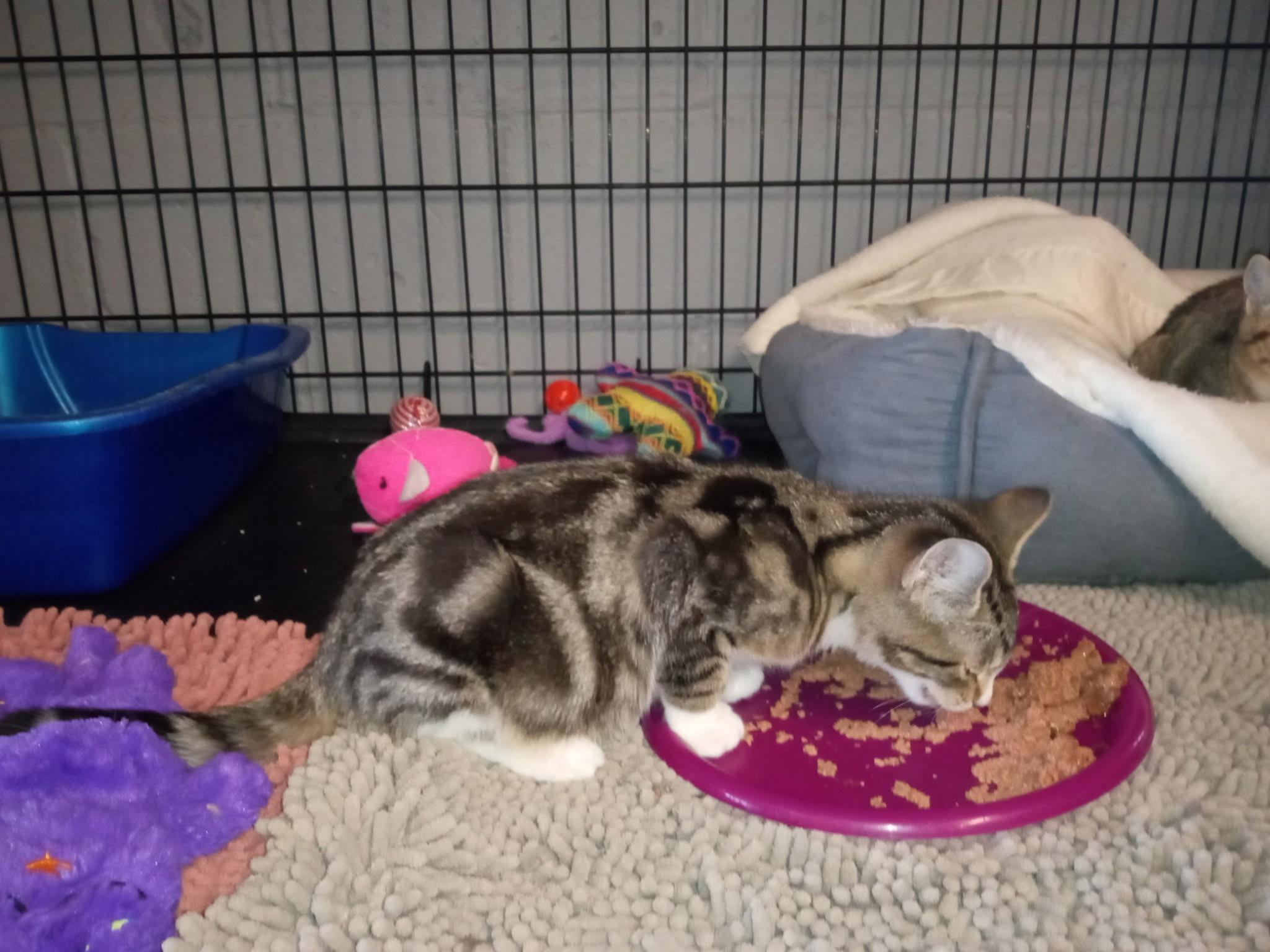 Enlarge Danny, a ADOPTABLE Domestic Short Hair in Caribou, ME image 1/1