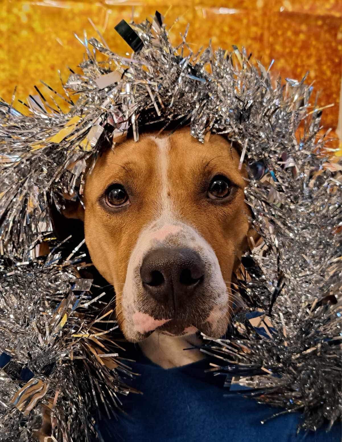 Ernest (20240107-02), an adoptable Boxer in Huntsville, ON, P1H 1A1 | Photo Image 4