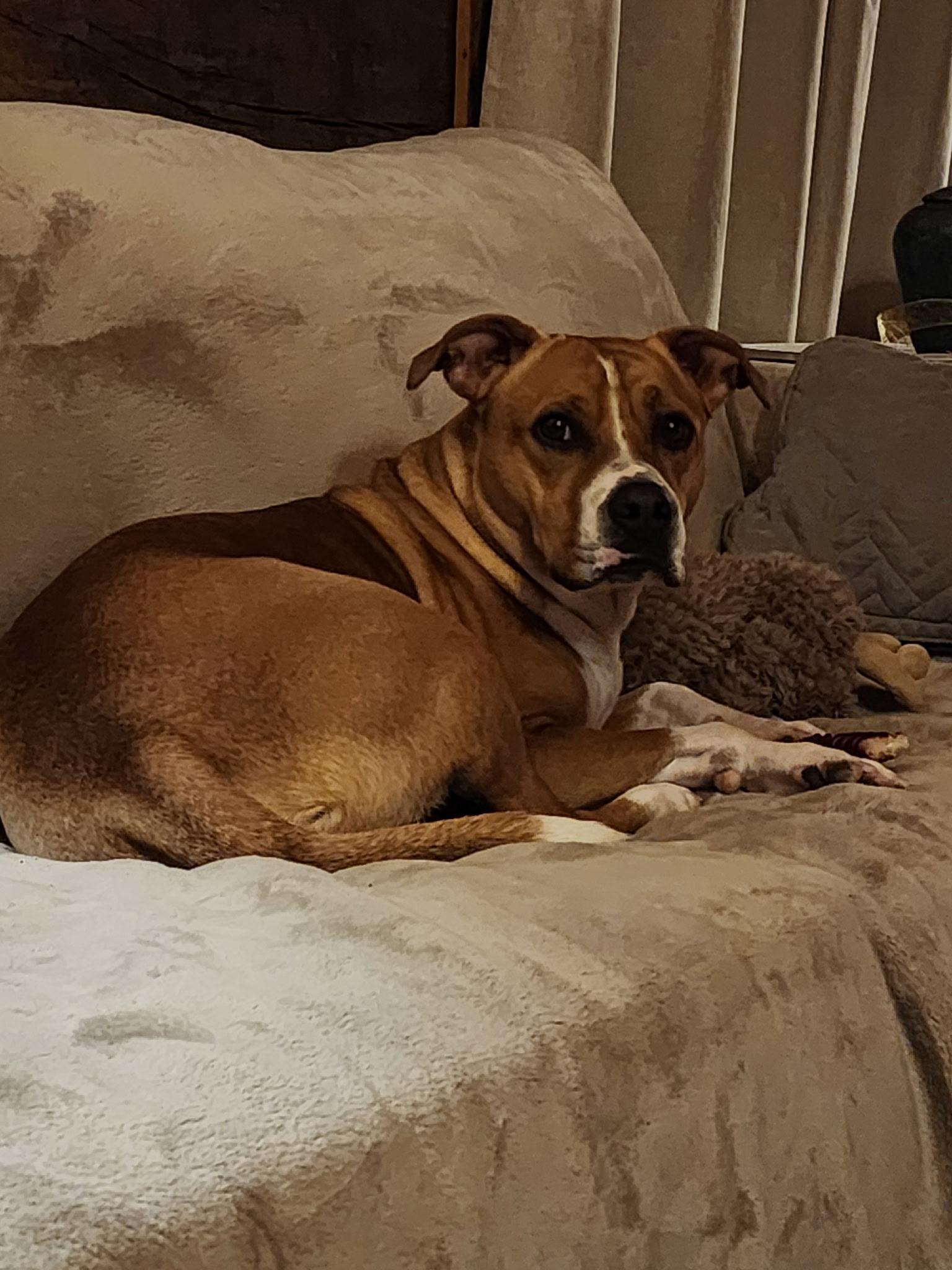 Enlarge Ernest (20240107-02), a Adoptable mixed breed in Huntsville, ON image 2/5