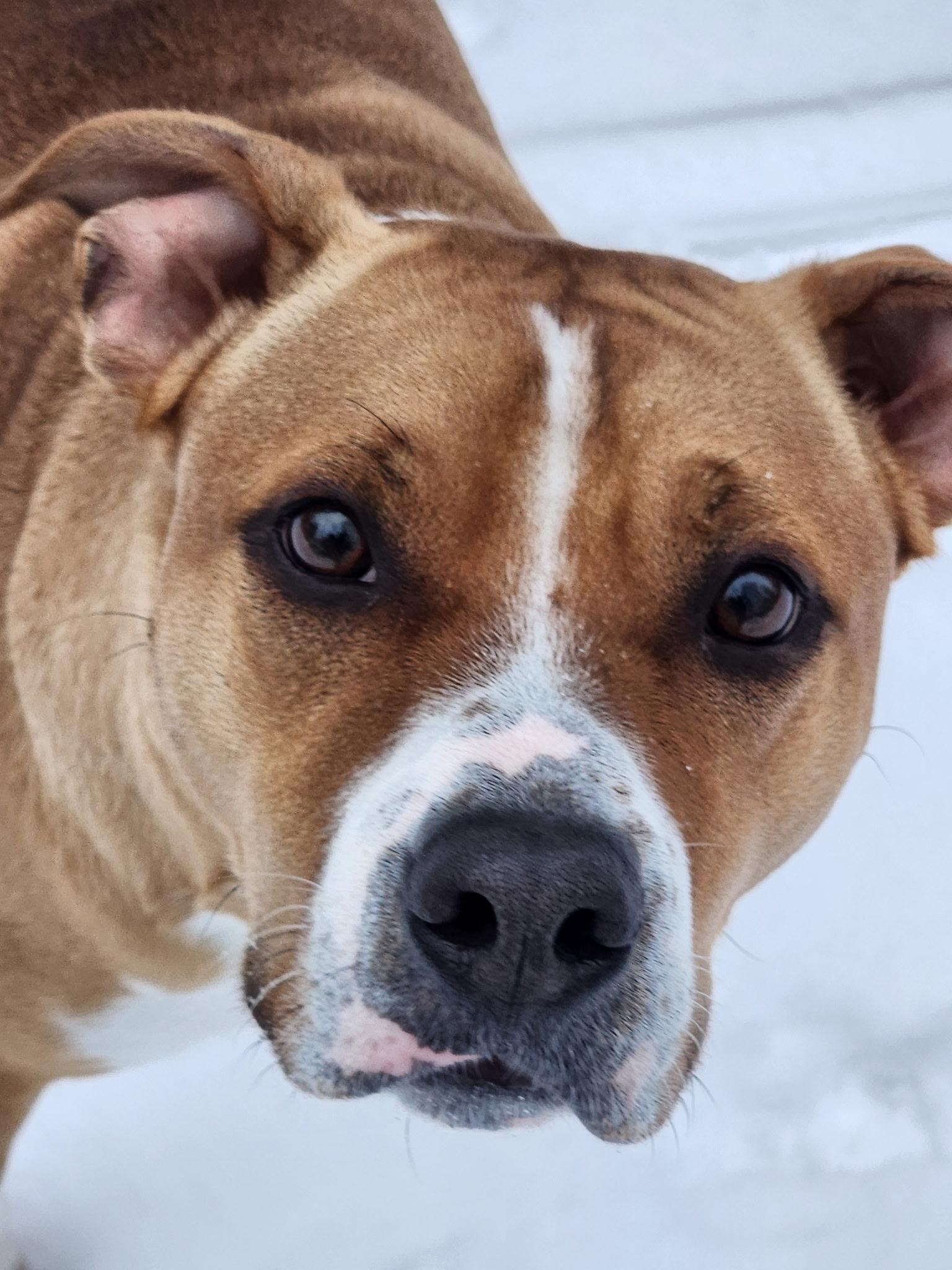 Ernest (20240107-02), Adoptable, Adult Male Boxer.