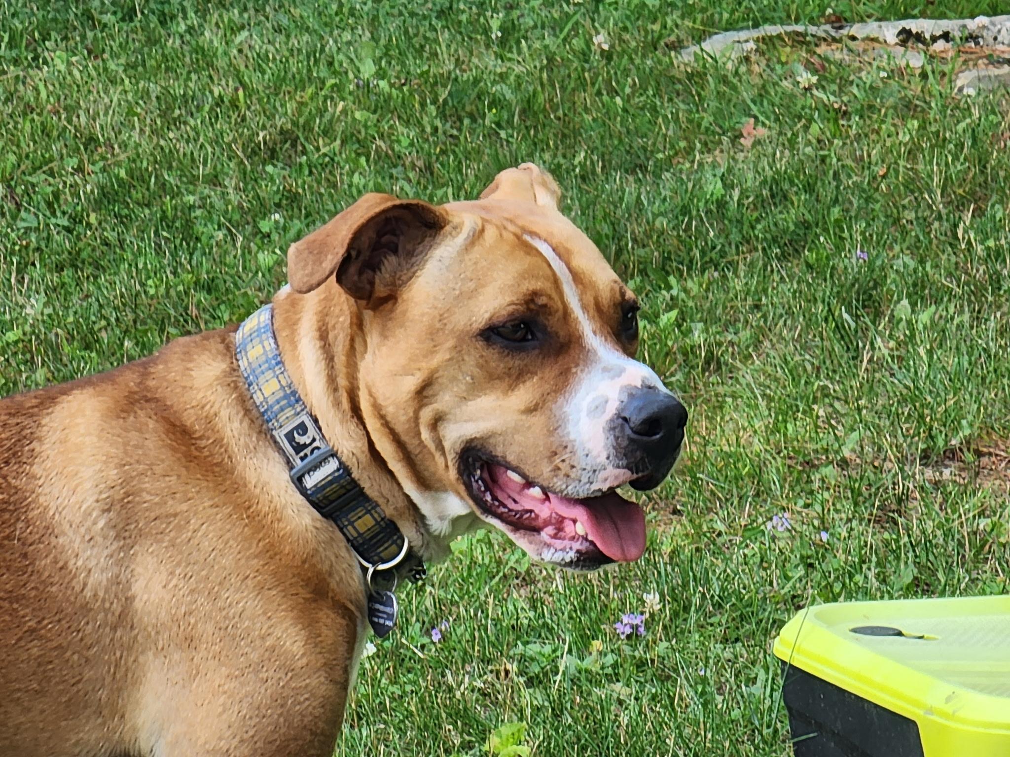 Enlarge Ernest (20240107-02), a Adoptable mixed breed in Huntsville, ON image 5/5